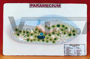 Paramecium Model